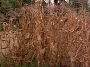 Filename=ariane179254_StarTrekVoyager_1x01_1x02-Caretaker_2097.jpg
Filesize=242KiB
Dimensions=1024x768
Date added=Jul 22, 2016 ariane179254_StarTrekVoyager_1x01_1x02-Caretaker_2097.jpg