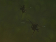 ariane179254_StarTrekVoyager_4x01-ScorpionPart2_3237.jpg