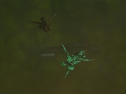 ariane179254_StarTrekVoyager_4x01-ScorpionPart2_3239.jpg