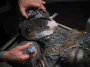 Filename=extant_StarTrekVoyager_4x02-TheGift_0966.jpg
Filesize=169KiB
Dimensions=1200x900
Date added=May 29, 2018 extant_StarTrekVoyager_4x02-TheGift_0966.jpg