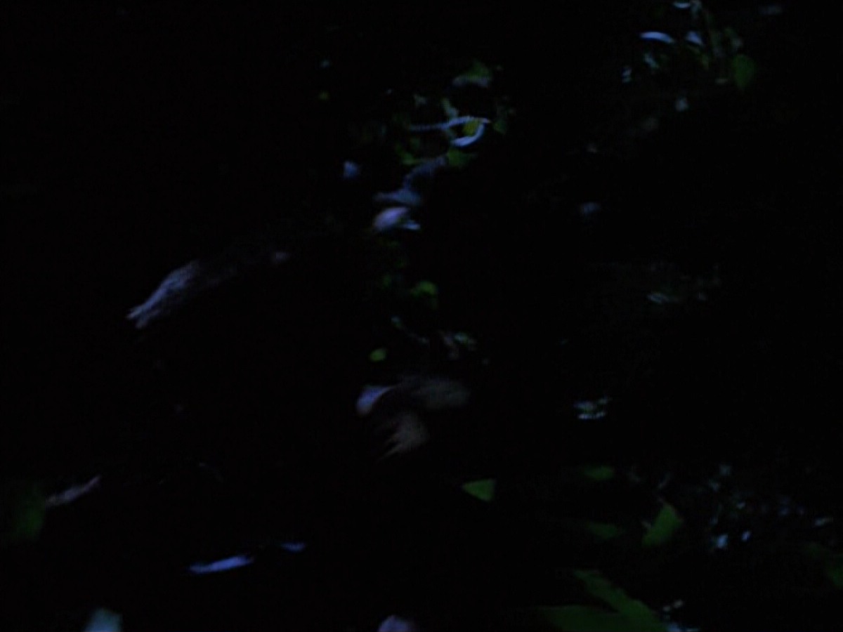 extant_StarTrekVoyager_4x04-Nemesis_0072.jpg