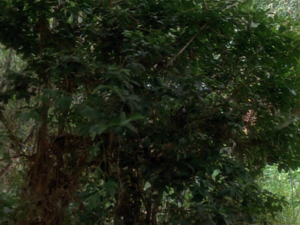 extant_StarTrekVoyager_4x04-Nemesis_4397.jpg