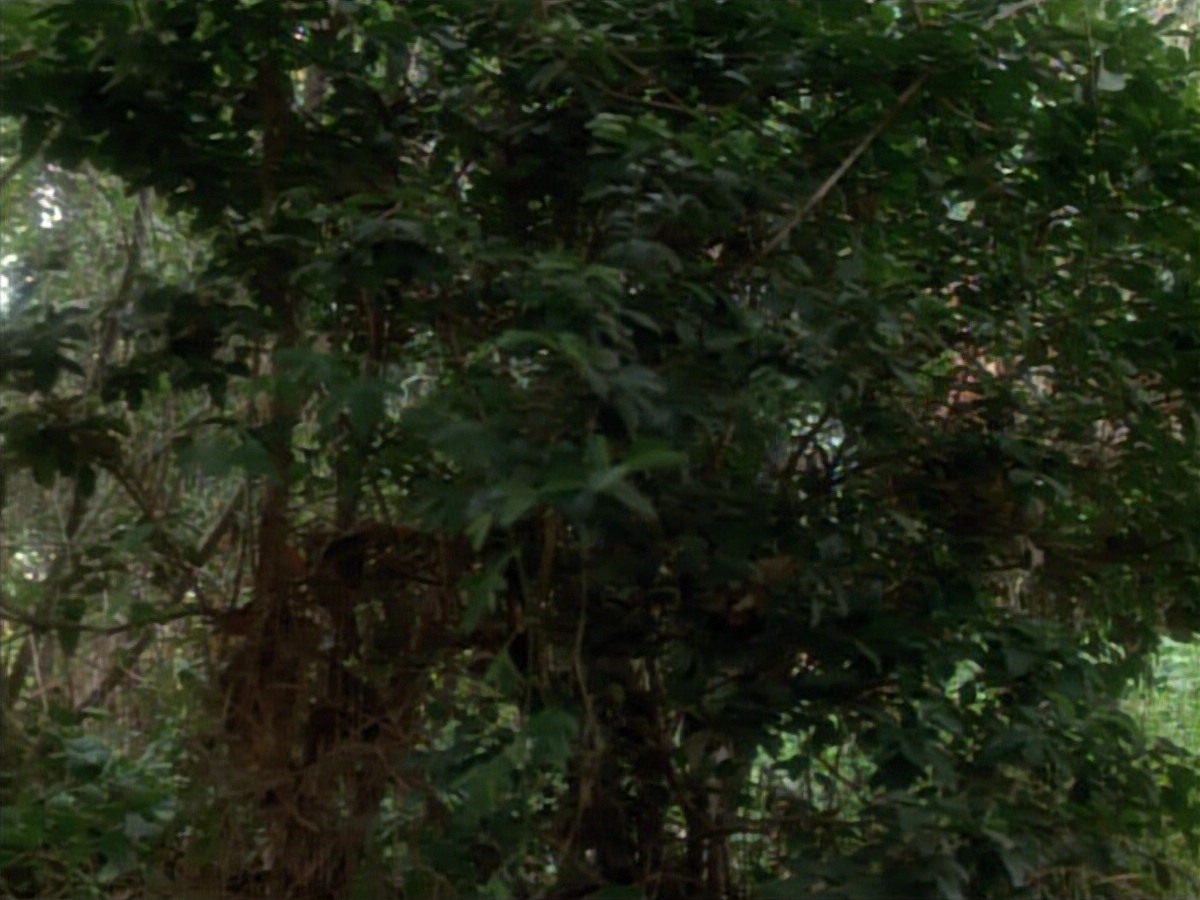 extant_StarTrekVoyager_4x04-Nemesis_4399.jpg