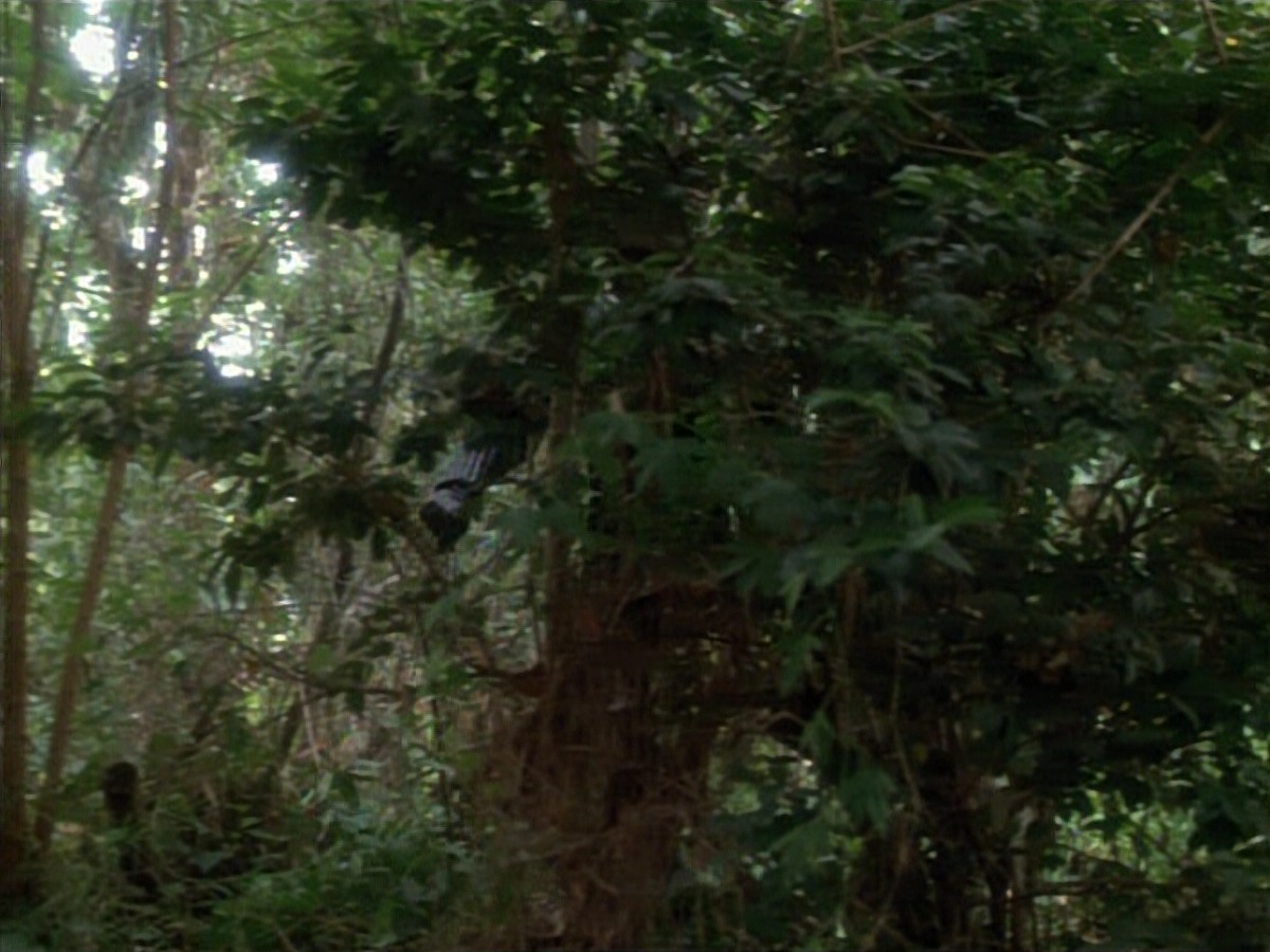 extant_StarTrekVoyager_4x04-Nemesis_4401.jpg