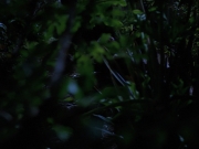 Filename=extant_StarTrekVoyager_4x04-Nemesis_0028.jpg
Filesize=114KiB
Dimensions=1200x900
Date added=May 30, 2018 extant_StarTrekVoyager_4x04-Nemesis_0028.jpg