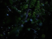 Filename=extant_StarTrekVoyager_4x04-Nemesis_0030.jpg
Filesize=111KiB
Dimensions=1200x900
Date added=May 30, 2018 extant_StarTrekVoyager_4x04-Nemesis_0030.jpg