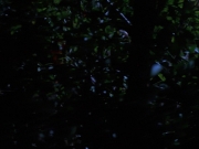 Filename=extant_StarTrekVoyager_4x04-Nemesis_0035.jpg
Filesize=109KiB
Dimensions=1200x900
Date added=May 30, 2018 extant_StarTrekVoyager_4x04-Nemesis_0035.jpg