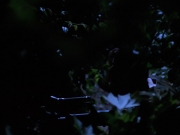 Filename=extant_StarTrekVoyager_4x04-Nemesis_0062.jpg
Filesize=101KiB
Dimensions=1200x900
Date added=May 30, 2018 extant_StarTrekVoyager_4x04-Nemesis_0062.jpg
