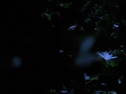 Filename=extant_StarTrekVoyager_4x04-Nemesis_0067.jpg
Filesize=84KiB
Dimensions=1200x900
Date added=May 30, 2018 extant_StarTrekVoyager_4x04-Nemesis_0067.jpg