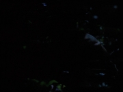 Filename=extant_StarTrekVoyager_4x04-Nemesis_0070.jpg
Filesize=57KiB
Dimensions=1200x900
Date added=May 30, 2018 extant_StarTrekVoyager_4x04-Nemesis_0070.jpg