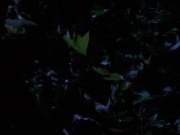 Filename=extant_StarTrekVoyager_4x04-Nemesis_0084.jpg
Filesize=94KiB
Dimensions=1200x900
Date added=May 30, 2018 extant_StarTrekVoyager_4x04-Nemesis_0084.jpg