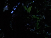Filename=extant_StarTrekVoyager_4x04-Nemesis_0085.jpg
Filesize=93KiB
Dimensions=1200x900
Date added=May 30, 2018 extant_StarTrekVoyager_4x04-Nemesis_0085.jpg