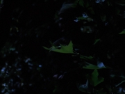Filename=extant_StarTrekVoyager_4x04-Nemesis_0088.jpg
Filesize=91KiB
Dimensions=1200x900
Date added=May 30, 2018 extant_StarTrekVoyager_4x04-Nemesis_0088.jpg