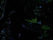 Filename=extant_StarTrekVoyager_4x04-Nemesis_0089.jpg
Filesize=83KiB
Dimensions=1200x900
Date added=May 30, 2018 extant_StarTrekVoyager_4x04-Nemesis_0089.jpg