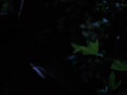 Filename=extant_StarTrekVoyager_4x04-Nemesis_0090.jpg
Filesize=68KiB
Dimensions=1200x900
Date added=May 30, 2018 extant_StarTrekVoyager_4x04-Nemesis_0090.jpg