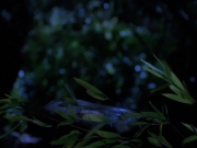 Filename=extant_StarTrekVoyager_4x04-Nemesis_0109.jpg
Filesize=120KiB
Dimensions=1200x900
Date added=May 30, 2018 extant_StarTrekVoyager_4x04-Nemesis_0109.jpg