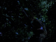 Filename=extant_StarTrekVoyager_4x04-Nemesis_0114.jpg
Filesize=126KiB
Dimensions=1200x900
Date added=May 30, 2018 extant_StarTrekVoyager_4x04-Nemesis_0114.jpg