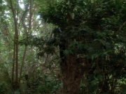 Filename=extant_StarTrekVoyager_4x04-Nemesis_4402.jpg
Filesize=214KiB
Dimensions=1200x900
Date added=May 30, 2018 extant_StarTrekVoyager_4x04-Nemesis_4402.jpg