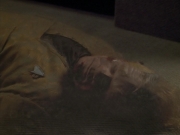 Filename=extant_StarTrek_VOY_4x12-MortalCoil_01795.jpg
Filesize=121KiB
Dimensions=1200x900
Date added=Sep 14, 2019 extant_StarTrek_VOY_4x12-MortalCoil_01795.jpg