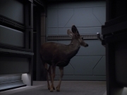 extant_StarTrek_VOY_4x13-WakingMoments_01534.jpg