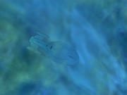 extant_StarTrek_VOY_6x11-FairHaven_01335.jpg