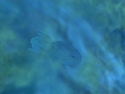 extant_StarTrek_VOY_6x11-FairHaven_01336.jpg