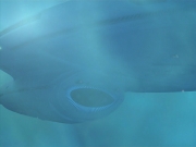 extant_StarTrek_VOY_6x11-FairHaven_03130.jpg