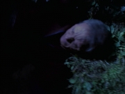 extant_StarTrek_VOY_6x14-Memorial_00973.jpg