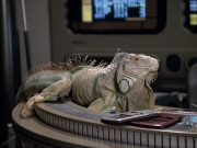 Filename=extant_StarTrek_VOY_6x24-LifeLine_01386.jpg
Filesize=207KiB
Dimensions=1200x900
Date added=Jan 03, 2020 extant_StarTrek_VOY_6x24-LifeLine_01386.jpg