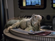 Filename=extant_StarTrek_VOY_6x24-LifeLine_01388.jpg
Filesize=202KiB
Dimensions=1200x900
Date added=Jan 03, 2020 extant_StarTrek_VOY_6x24-LifeLine_01388.jpg