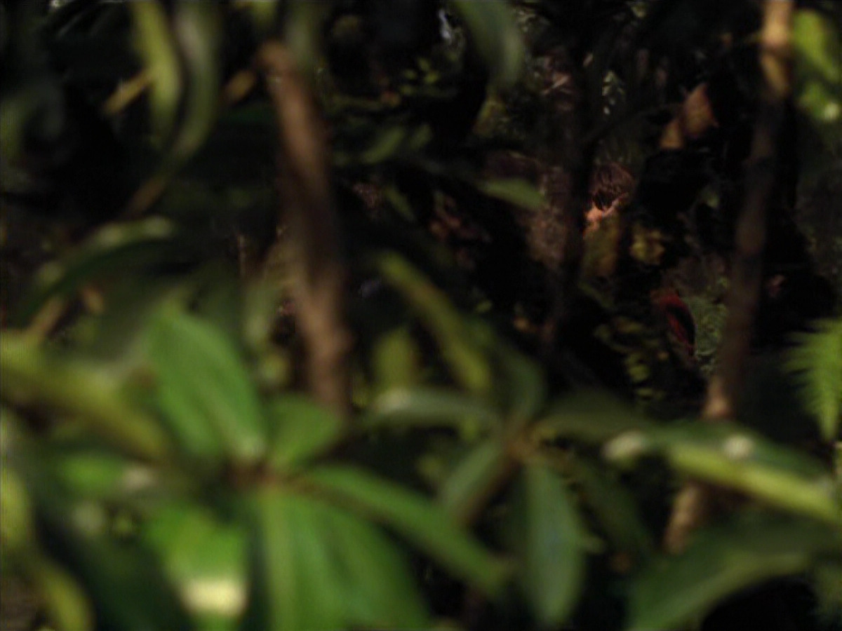 extant_StarTrek_VOY_6x26-UnimatrixZeroPart1_01761.jpg