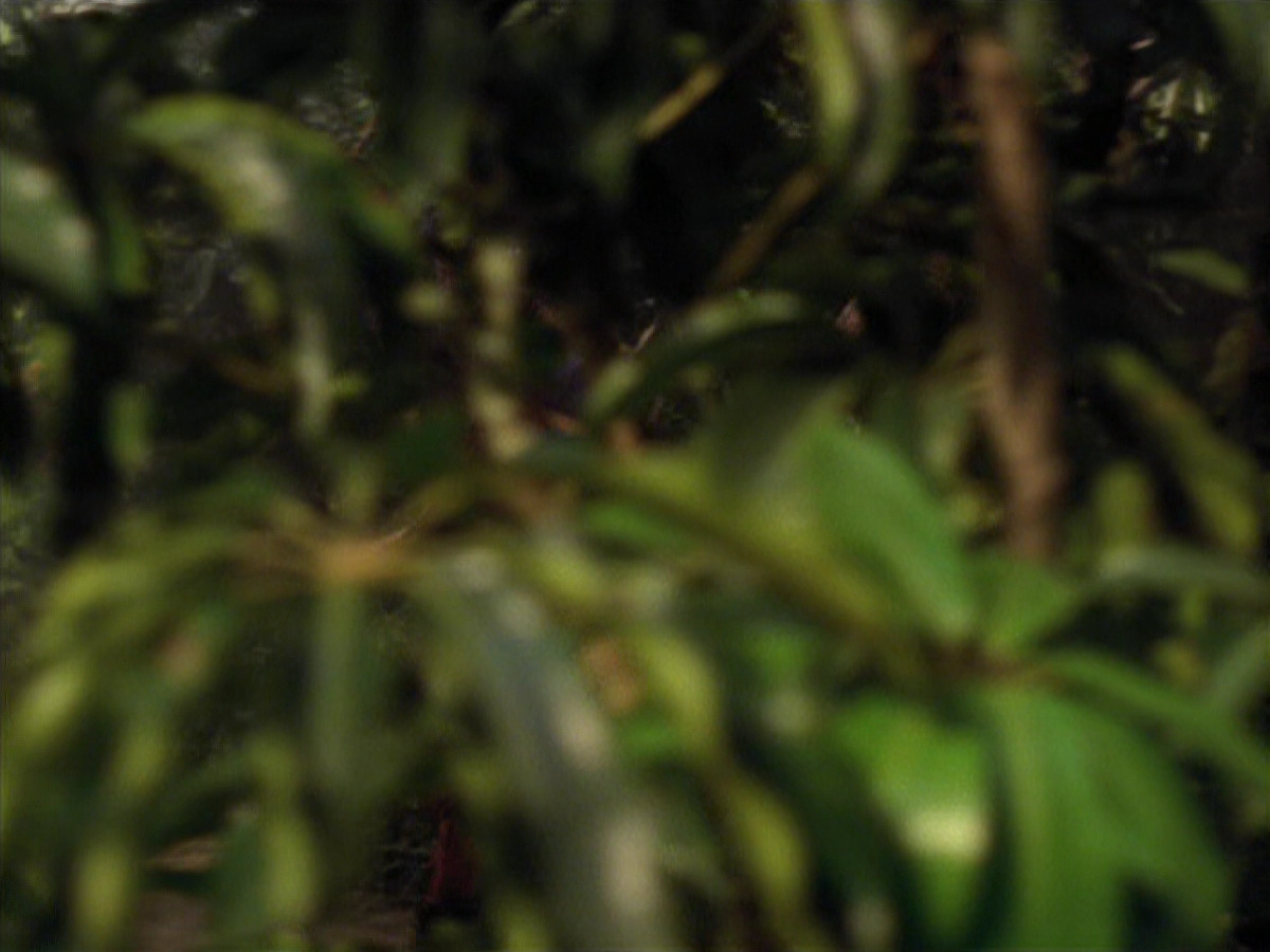 extant_StarTrek_VOY_6x26-UnimatrixZeroPart1_01762.jpg