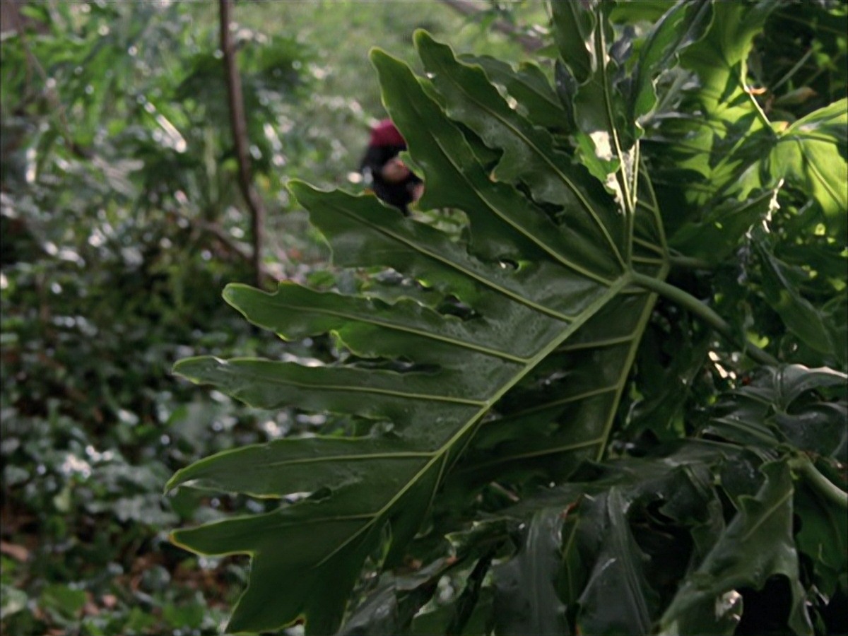 extant_StarTrek_VOY_7x09_7x10-FleshAndBlood_0626.jpg