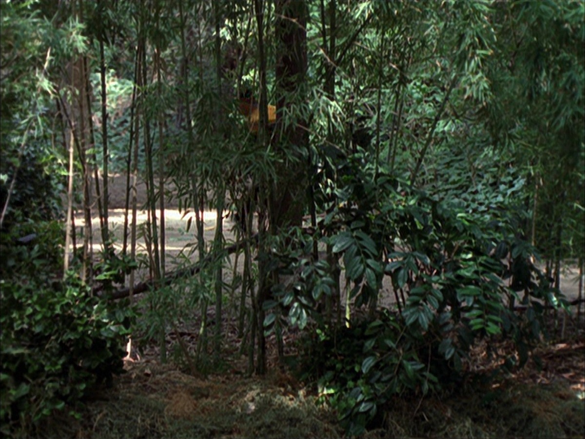 extant_StarTrek_VOY_7x09_7x10-FleshAndBlood_0766.jpg