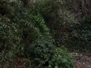 Filename=extant_StarTrek_VOY_7x09_7x10-FleshAndBlood_0119.jpg
Filesize=230KiB
Dimensions=1200x900
Date added=Jan 13, 2020 extant_StarTrek_VOY_7x09_7x10-FleshAndBlood_0119.jpg