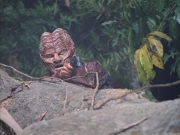 Filename=extant_StarTrek_VOY_7x09_7x10-FleshAndBlood_0756.jpg
Filesize=196KiB
Dimensions=1200x900
Date added=Jan 13, 2020 extant_StarTrek_VOY_7x09_7x10-FleshAndBlood_0756.jpg