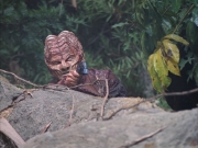 Filename=extant_StarTrek_VOY_7x09_7x10-FleshAndBlood_0757.jpg
Filesize=205KiB
Dimensions=1200x900
Date added=Jan 13, 2020 extant_StarTrek_VOY_7x09_7x10-FleshAndBlood_0757.jpg