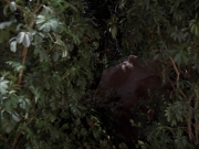 Filename=extant_StarTrek_VOY_7x09_7x10-FleshAndBlood_2658.jpg
Filesize=185KiB
Dimensions=1200x900
Date added=Jan 13, 2020 extant_StarTrek_VOY_7x09_7x10-FleshAndBlood_2658.jpg