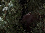 Filename=extant_StarTrek_VOY_7x09_7x10-FleshAndBlood_2659.jpg
Filesize=192KiB
Dimensions=1200x900
Date added=Jan 13, 2020 extant_StarTrek_VOY_7x09_7x10-FleshAndBlood_2659.jpg
