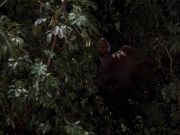 Filename=extant_StarTrek_VOY_7x09_7x10-FleshAndBlood_2673.jpg
Filesize=194KiB
Dimensions=1200x900
Date added=Jan 13, 2020 extant_StarTrek_VOY_7x09_7x10-FleshAndBlood_2673.jpg