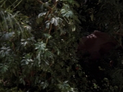 Filename=extant_StarTrek_VOY_7x09_7x10-FleshAndBlood_2674.jpg
Filesize=180KiB
Dimensions=1200x900
Date added=Jan 13, 2020 extant_StarTrek_VOY_7x09_7x10-FleshAndBlood_2674.jpg