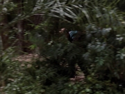 Filename=extant_StarTrek_VOY_7x09_7x10-FleshAndBlood_2676.jpg
Filesize=191KiB
Dimensions=1200x900
Date added=Jan 13, 2020 extant_StarTrek_VOY_7x09_7x10-FleshAndBlood_2676.jpg