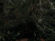 Filename=extant_StarTrek_VOY_7x09_7x10-FleshAndBlood_2723.jpg
Filesize=182KiB
Dimensions=1200x900
Date added=Jan 13, 2020 extant_StarTrek_VOY_7x09_7x10-FleshAndBlood_2723.jpg