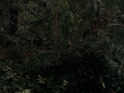 Filename=extant_StarTrek_VOY_7x09_7x10-FleshAndBlood_2724.jpg
Filesize=180KiB
Dimensions=1200x900
Date added=Jan 13, 2020 extant_StarTrek_VOY_7x09_7x10-FleshAndBlood_2724.jpg