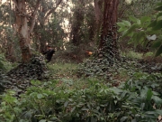 Filename=extant_StarTrek_VOY_7x09_7x10-FleshAndBlood_2747.jpg
Filesize=294KiB
Dimensions=1200x900
Date added=Jan 13, 2020 extant_StarTrek_VOY_7x09_7x10-FleshAndBlood_2747.jpg