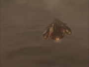 Filename=extant_StarTrek_VOY_7x09_7x10-FleshAndBlood_6322.jpg
Filesize=90KiB
Dimensions=1200x900
Date added=Jan 13, 2020 extant_StarTrek_VOY_7x09_7x10-FleshAndBlood_6322.jpg