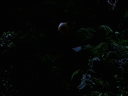 Filename=extant_StarTrek_VOY_7x22-NaturalLaw_1501.jpg
Filesize=87KiB
Dimensions=1200x900
Date added=Jan 16, 2020 extant_StarTrek_VOY_7x22-NaturalLaw_1501.jpg