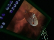 Filename=extant_StarTrek_VOY_7x25_7x26-Endgame_2479.jpg
Filesize=109KiB
Dimensions=1200x900
Date added=Jan 16, 2020 extant_StarTrek_VOY_7x25_7x26-Endgame_2479.jpg