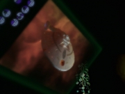Filename=extant_StarTrek_VOY_7x25_7x26-Endgame_2480.jpg
Filesize=93KiB
Dimensions=1200x900
Date added=Jan 16, 2020 extant_StarTrek_VOY_7x25_7x26-Endgame_2480.jpg