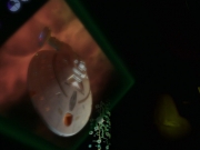 Filename=extant_StarTrek_VOY_7x25_7x26-Endgame_2481.jpg
Filesize=89KiB
Dimensions=1200x900
Date added=Jan 16, 2020 extant_StarTrek_VOY_7x25_7x26-Endgame_2481.jpg